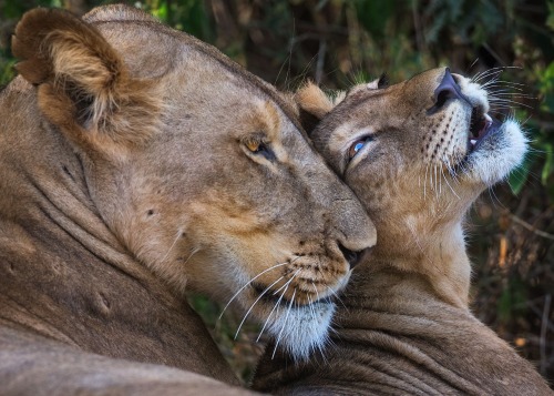 beautiful-wildlife:  Tenderness by Mogens Trolle   An endearing lion cub tenderly rubbing its head against the head of a lioness. Samburu National Reserve, Kenya.   