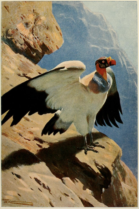 nemfrog:King vulture. Les oiseaux. v.1. 1904. 