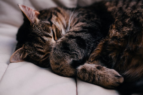 meljammin:cat nap, again