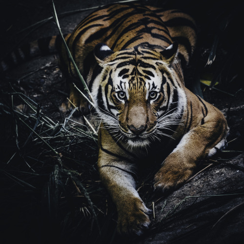 sdzoo: Crouching CintaA handsome Malayan Tiger from the San Diego Zoo.(source)