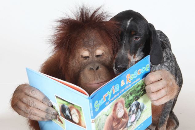 archiemcphee:Here’s an endearing new story for the Department of Unexpected Interspecies