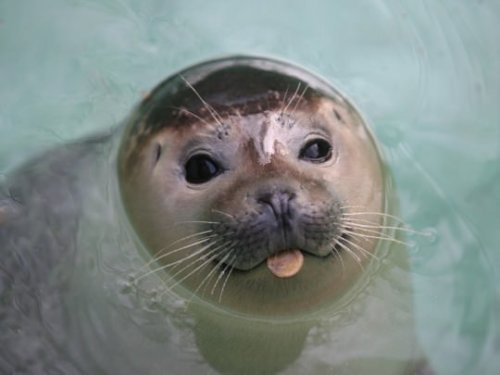 Harp seal tongue