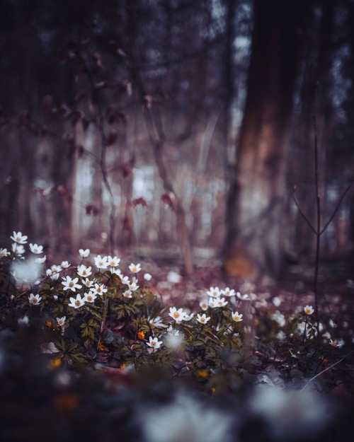 floralls:by Oliver Roos