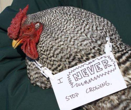 taraljc: radioactivepeasant: a-radioactive-platypus: a-night-in-wonderland: Chicken Shaming @bridesh