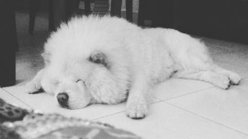 Mi bebé peluche  #photography #photooftheday #love #sweet #blackandwhite #chowchow #puppy #dogs #pet