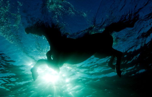 megarah-moon:“Sea Horse” byKurt Arrigo