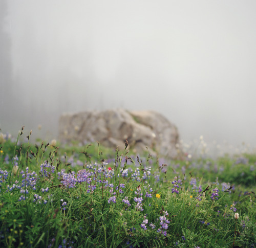 90377: the mood at mt. rainier  by Danielle  Nelson