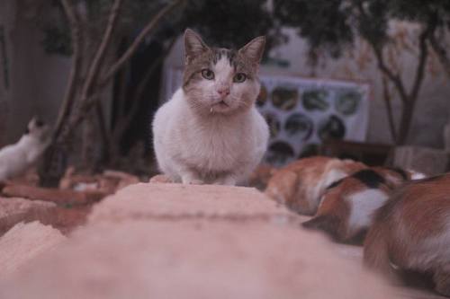 catsbeaversandducks: Mohammad Alaa Aljaleel, the Cat Man of Aleppo, was officially nominated for the