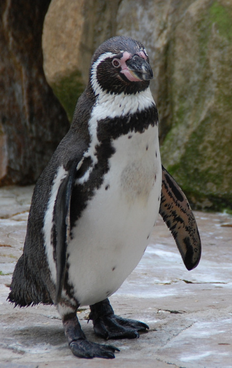 funkysafari:Jackass penguin by Stefan David