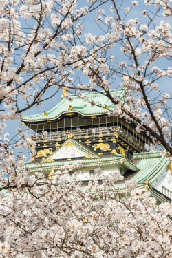 visualechoess:  Osaka Castle Cherry Blossom