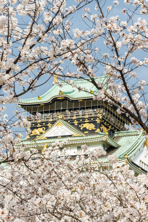 visualechoess:Osaka Castle Cherry Blossom Peak - © Loïc Lagarde