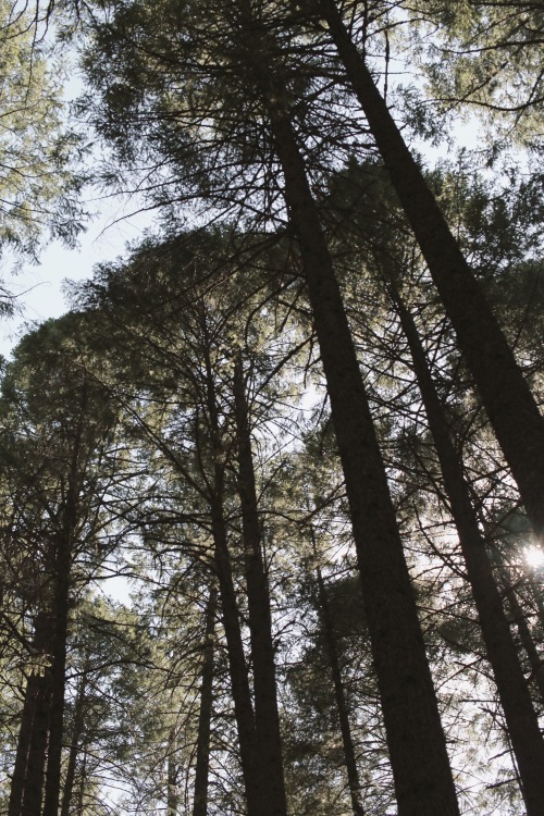 A quiet afternoon hike at the edge of the El Dorado National Forest in the sierra nevadas means bein