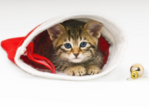 catycat21:Bengal Cat in a Christmas Hat por Jamie StokesPor Flickr:Description: Bengal Cat in a Chri