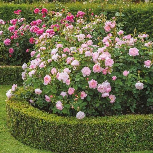 green-is-the-garden:

’Scarborough Faire’ David Austin Roses. 