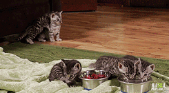 Kitteh Kats