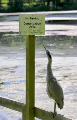 catsbeaversandducks:  Photos by Janet Currey - Via RSPB