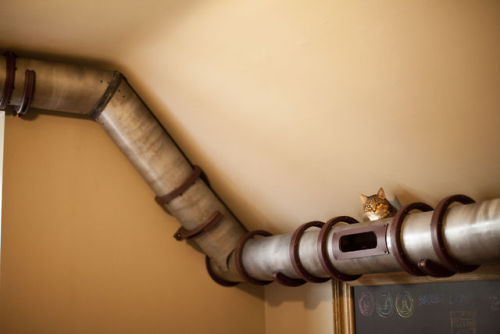 steampunktendencies:  Home Office Cat Transit System Facebook |  Google + | Twitter Steampunk Tendencies Official Group 