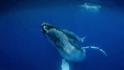 nubbsgalore:  tonga humpback imax videography 