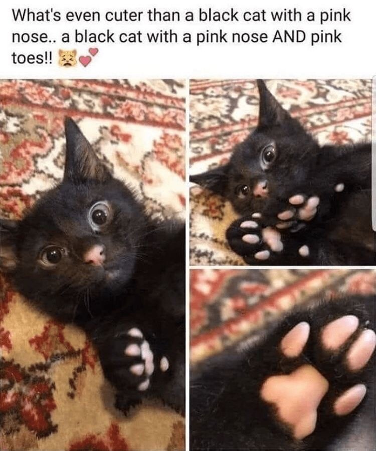 catmemejesus: 