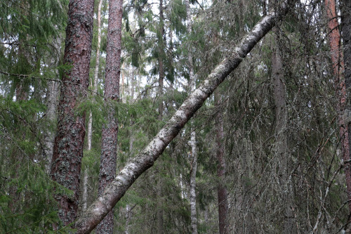 michaelnordeman:Värmland, Sweden. 