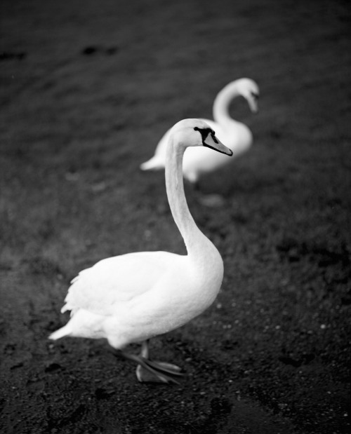 Loch Lomond Photographed by Yarden Lawson