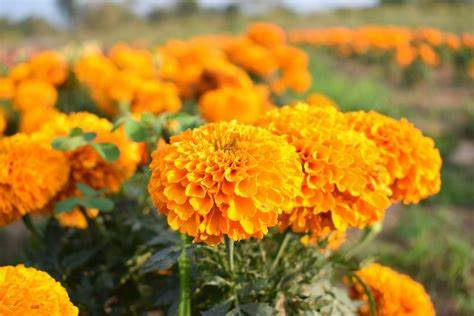 Type Of Flower (HC)