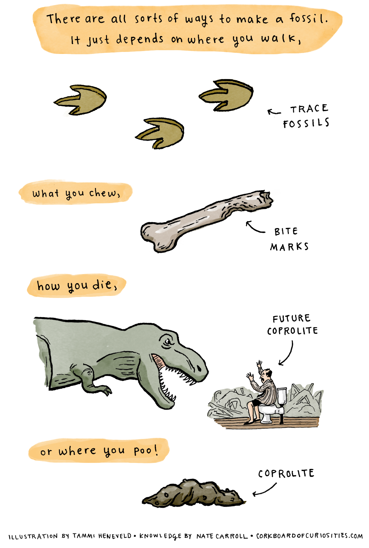 Fossils