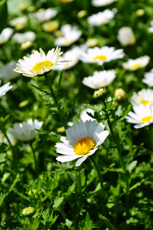 daisies