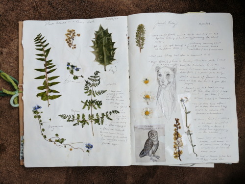 Pages inspired by gardens and plants in my summer art journal :)