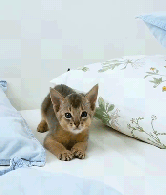 fluffygif:    virinka on ig