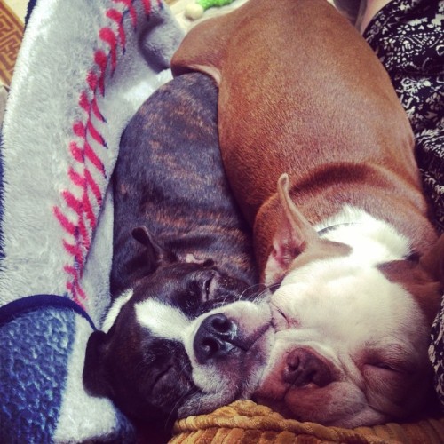 And this is comfy how….? #bostonterrier #clevotinepups #pileopups