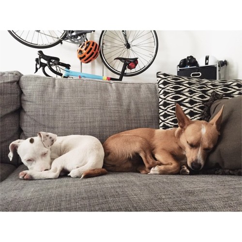 dfitzger:#jonathanredic: More like National Napping Puppy Day amirite?!? March 23, 2015 at 04:02PM h