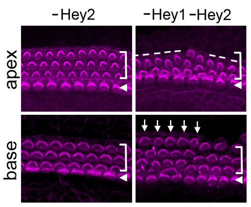 (Image caption: The hair cells of mice missing just Hey2 are neatly lined up in four rows (left) whi