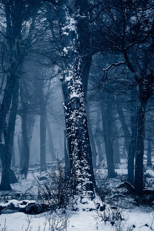 pela-schmidt:  Winter Blues, Challhuaco Valley, Patagonia, Argentina.©Pela SchmidtTumblr