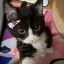 tigresslovescats