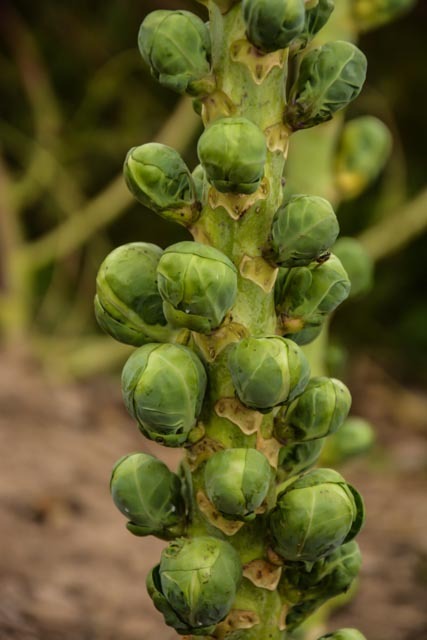 #BrUsSeLs SpRoUtS