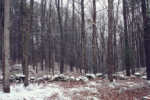 Snowy Woods by Melissa O'Donohue on Flickr.