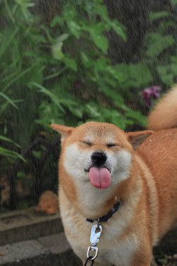 awwww-cute:  Shiba Inu in the rain 