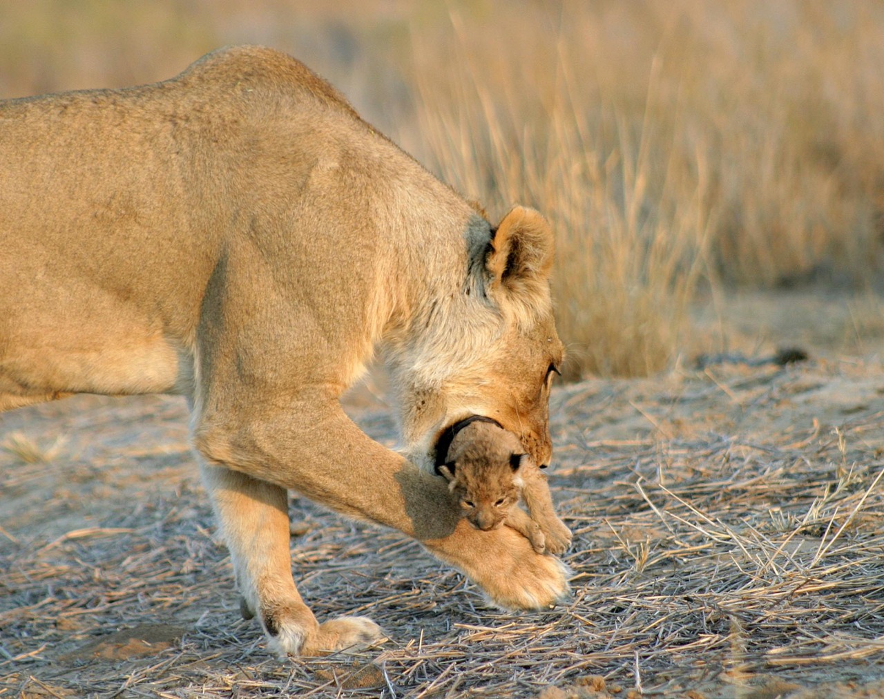 big-catsss:  Elaine Kruer was able to watch a mother carefully move her cubs to their