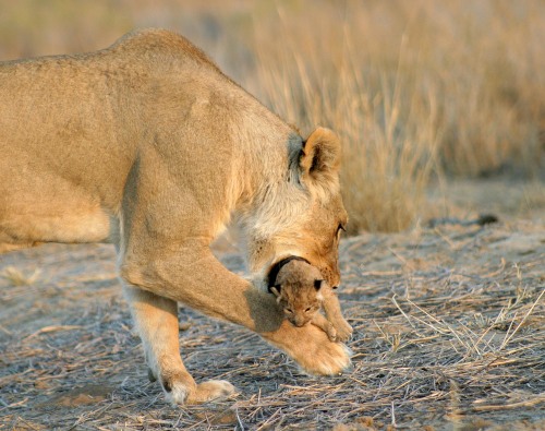 pancakistan:big-catsss:Elaine Kruer was able to watch a mother carefully move her cubs to their den.