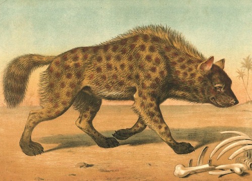clawmarks:A Picture Book of Wild Animals - 1885 - via University of Southern Mississippi Libraries’ 
