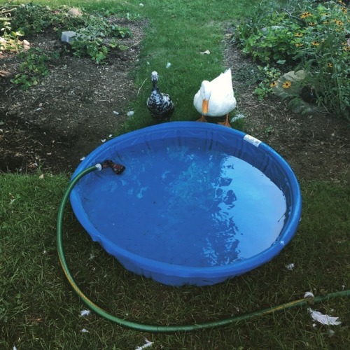 Darcy and Lizzy wait for the pool to be ready&hellip;