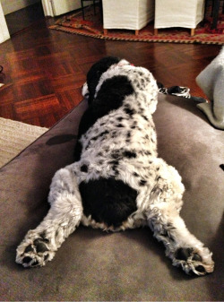 woodythedog:  File under: awkward/comfortable sleeping positions.