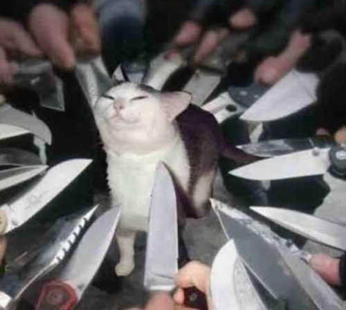 The Witcher Characters As Cat Memes I Had On My Phone:
