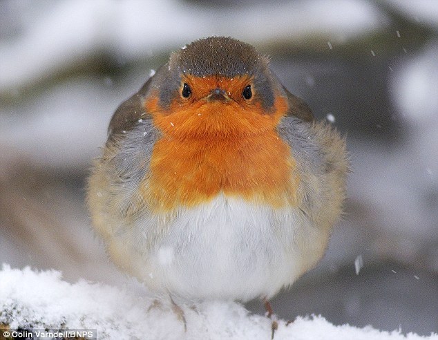 commanderholly:  kinasty:  ex0skeletal:  end0skeletal:  Look at these birbs  Today