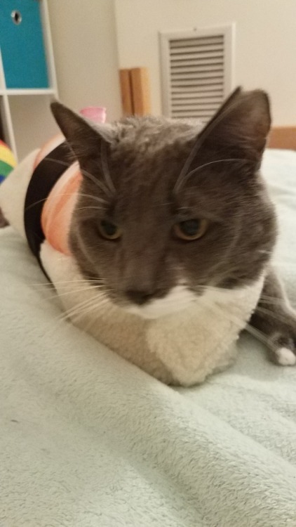 thefloralpeach:These pics of my cat in a sushi costume are very important honestly