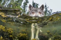 blazepress:  Wolf checking out partially submerged camera. Photo by Ian McAllister.