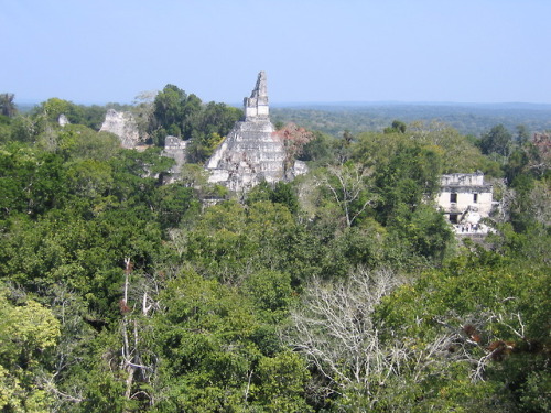 The site core of Tikal seen from the south (Guatemala).  Temple I isin the centre, the North Acropol