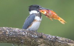 allcreatures:    Photographer Christopher Schlaf took this photo of a belted kingfisher with an impressive catch in Romeo, Michigan  Picture: Christopher Schlaf/Solent News (via Pictures of the day: 23 January 2014 - Telegraph )  