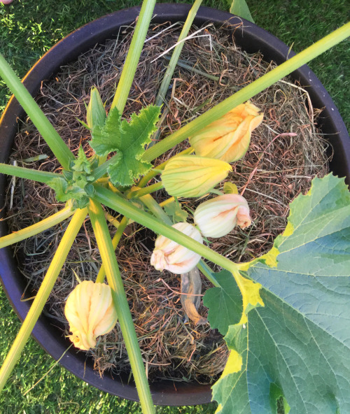 Today I learned something pretty disturbing about my zucchinis. There are male and female zucchini f